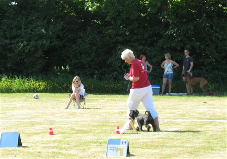 Dvaergschnauzer Sváva's Bioccolo - Tarzan - Tarzan til rally i Vejen billede 7