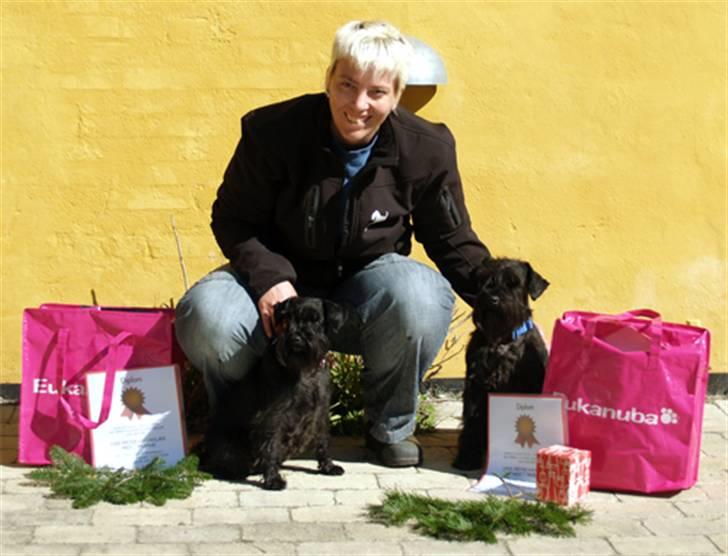 Dvaergschnauzer Sváva's Bioccolo - Tarzan - Tarzan og Theas præmier efter sporprøven i hirtshals billede 8