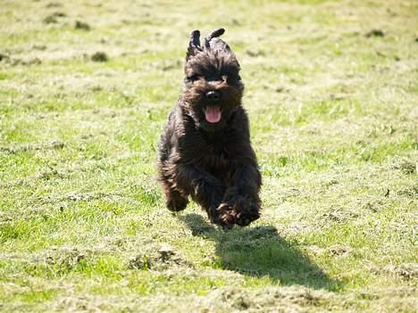 Dvaergschnauzer Sváva's Bioccolo - Tarzan - ØHj det rart med godt vejr billede 9