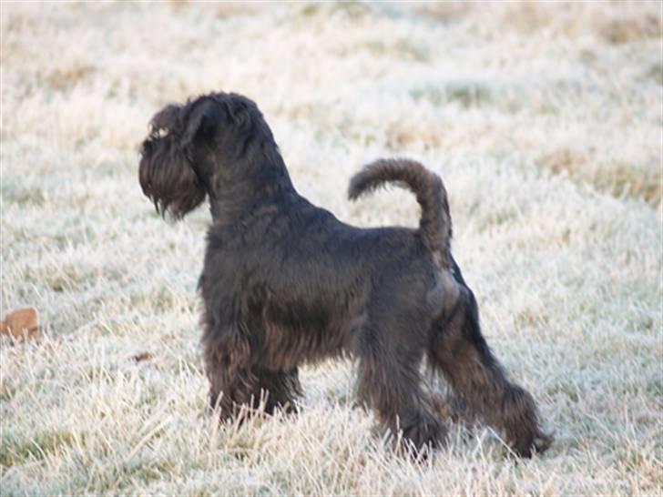 Dvaergschnauzer Sváva's Bioccolo - Tarzan - STÅÅÅÅÅ - 31-12-08 billede 10