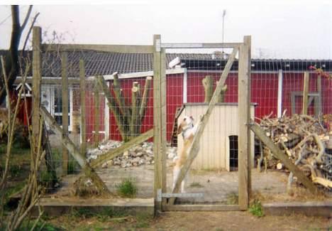 Beagle Max  billede 14