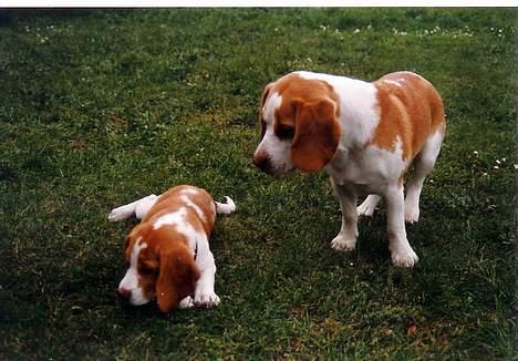 Beagle Max  billede 15