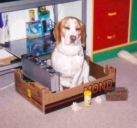 Beagle Max  billede 16