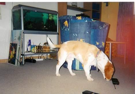 Beagle Max  billede 17