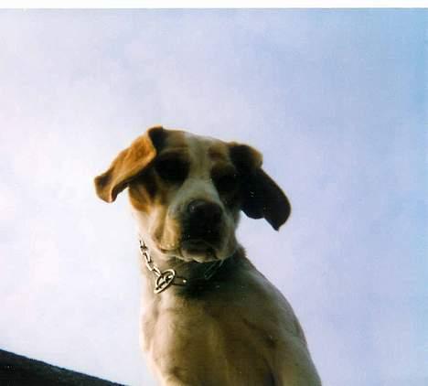 Beagle Max  billede 18