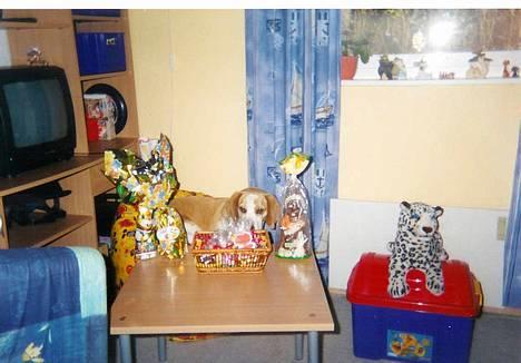 Beagle Max  billede 19