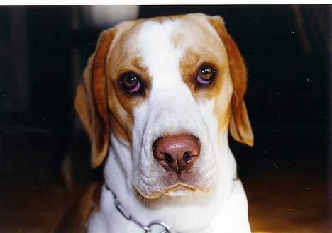 Beagle Max  billede 20