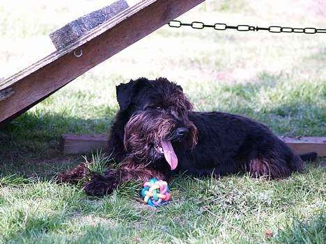 Dvaergschnauzer Sváva's Bioccolo - Tarzan - Øj altså billede 11