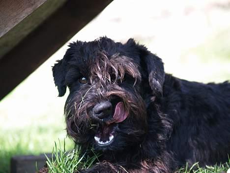 Dvaergschnauzer Sváva's Bioccolo - Tarzan - Jeg SVEDER billede 12