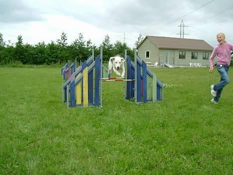 Blanding af racer Zacho..  - Taget i år 2005 , Zacho på agillitibanen billede 1