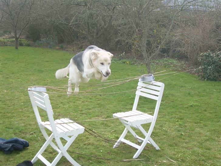 Blanding af racer Zacho..  - hvem sagde sej ? :D billede 5