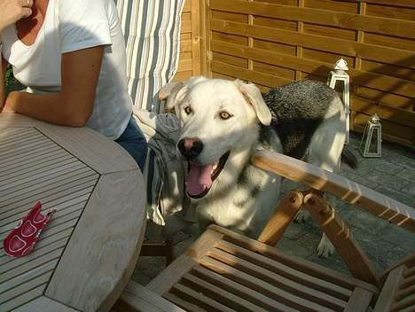 Blanding af racer Zacho..  billede 7