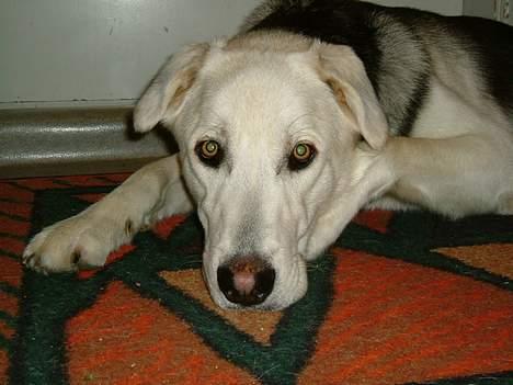 Blanding af racer Zacho..  billede 8