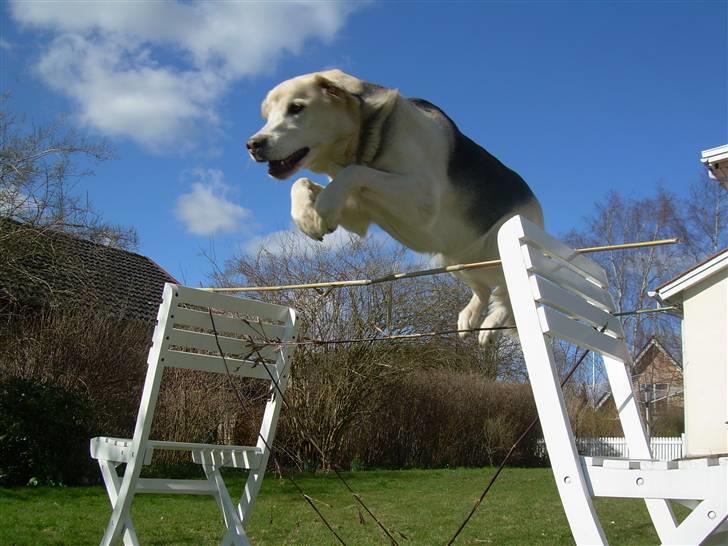 Blanding af racer Zacho..  - årh det nice det billed . billede 10