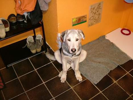 Blanding af racer Zacho..  - iiih babyhund (: billede 11