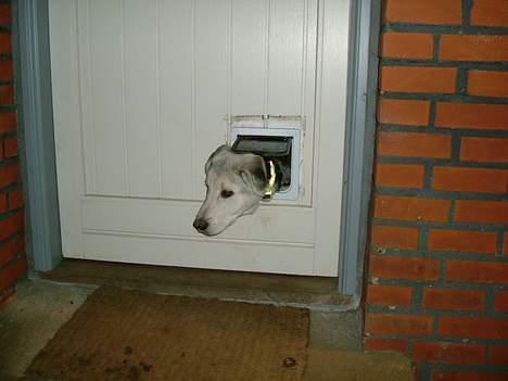 Blanding af racer Zacho..  - det kan han ik mere :b billede 12