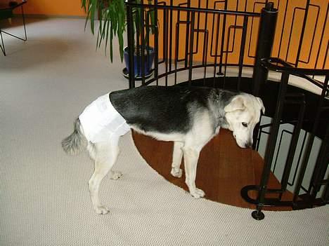 Blanding af racer Zacho..  - Zacho har underbukser på billede 14