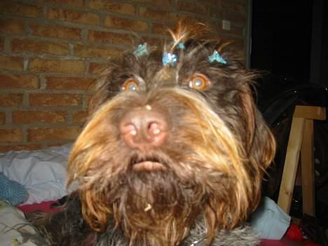 Ruhåret hønsehund Stubbesø Hegtor billede 11