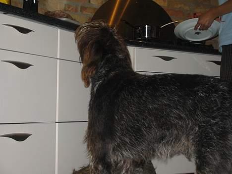 Ruhåret hønsehund Stubbesø Hegtor billede 14