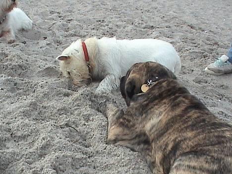 West highland white terrier Tilde :P - Ahh jeg hader at få sand i øjet ! billede 10