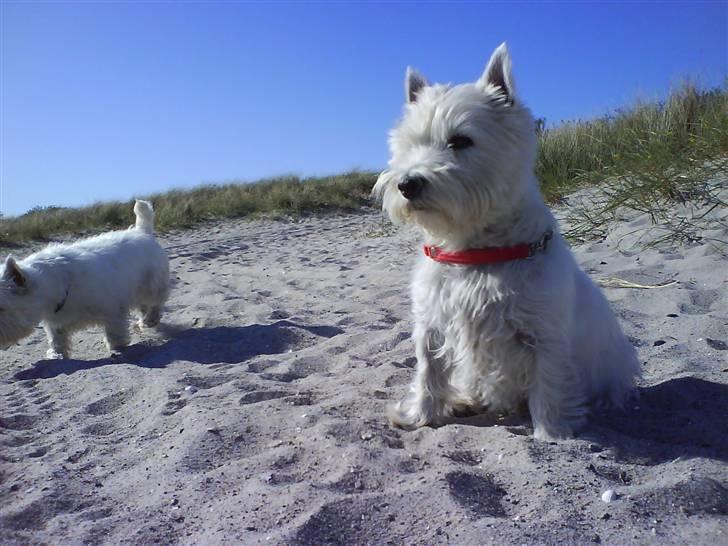 West highland white terrier Tilde :P - Så kan du tage den Basse ! billede 11