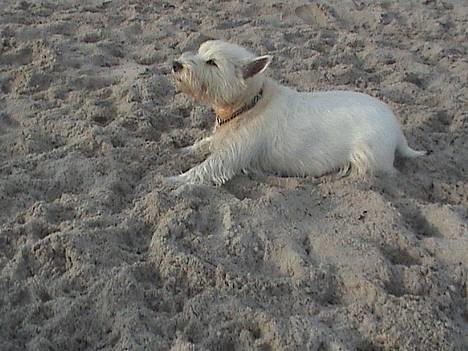 West highland white terrier Tilde :P - soooler sig lige . taget d.23 okt med sarah på stranden  billede 12