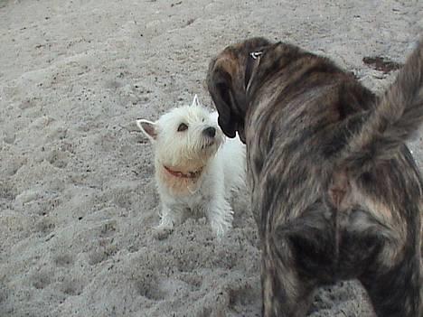 West highland white terrier Tilde :P - snus snus billede 13