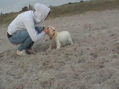 West highland white terrier Tilde :P - nulle nulle billede 14