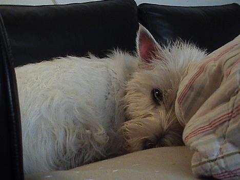 West highland white terrier Basse manden ;P billede 8