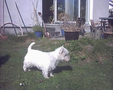 West highland white terrier Basse manden ;P billede 9