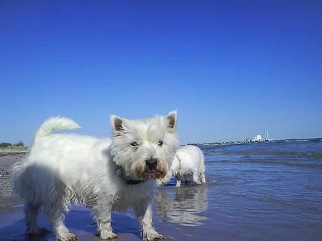 West highland white terrier Basse manden ;P - Nede på stranden , men sarah x Nala billede 10