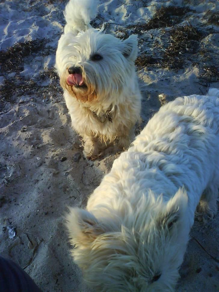 West highland white terrier Basse manden ;P - Hva´ er deet ? billede 11