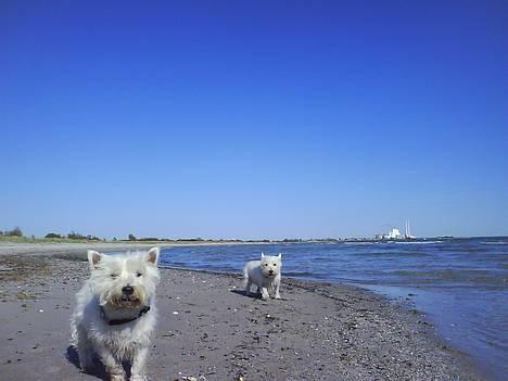 West highland white terrier Basse manden ;P - nede på stranden med sarah x nala billede 13