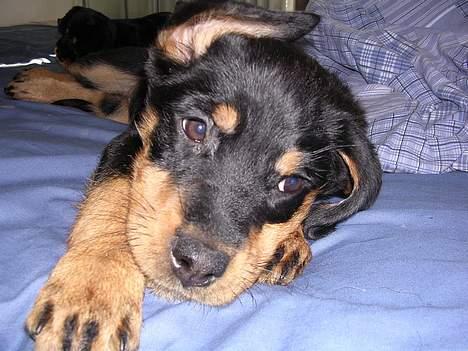 Rottweiler Bondo - Her er jeg ikke ret gammel, men jeg har allerede fundet ud af at komme op i sengen, den er dejlig blød... billede 1
