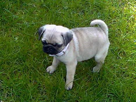 Mops Lajka - ude og lege i mormors have billede 5