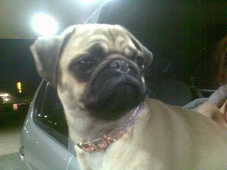 Mops Lajka - *NYT*......... DECEMBER 06 billede 6