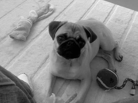 Mops Lajka - *NYT*......... DECEMBER 06 billede 7