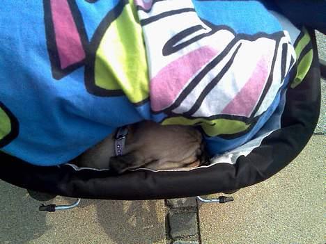 Mops Lajka - blev træt af at gå så jeg kom op i barnevognen hos min rigtige gode veninde Frida billede 8