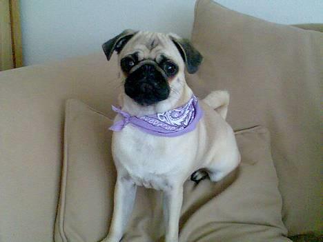 Mops Lajka - *NYT*......... DECEMBER 06 billede 9