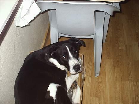 Blanding af racer Tyson - Hvem....hvad....var der nogle der kaldte på mig?? billede 11