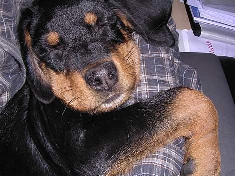 Rottweiler Bondo - Min ynglingsbeskæftigelse ZZzzzz billede 2