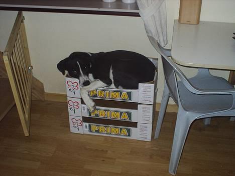 Blanding af racer Tyson - Ja 3 kasser oven på hinanden, det er da en fin kurv.....dem skal du ikke flytte!! billede 12