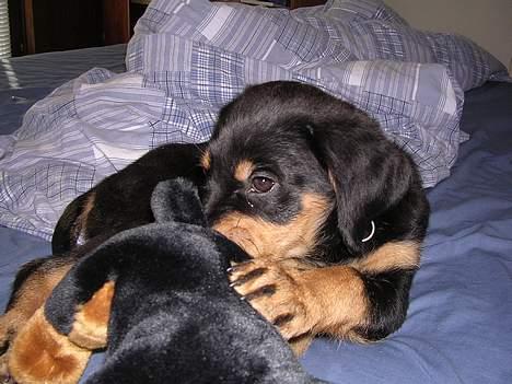 Rottweiler Bondo - Gumle gnaske, ja jeg fik sådan en dejlig bamse, men den har jeg molestreret øv billede 3