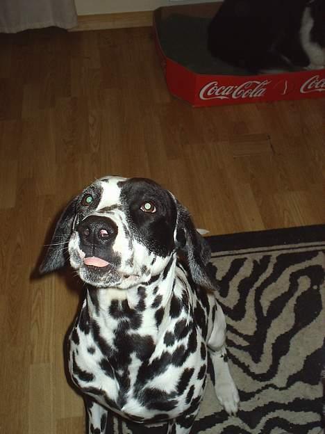 Dalmatiner Walter ( R.I.P ) - Haha jeg gider da bare ikke hører på dig!!!!! billede 19