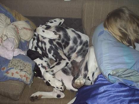 Dalmatiner Walter ( R.I.P ) - Jeg skal...hmmm....jeg KAN godt være der!!! billede 20