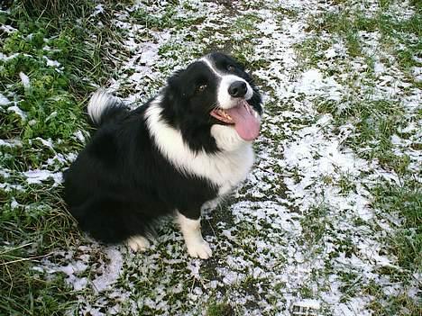 Border collie Leika (San Har) R.I.P  billede 10