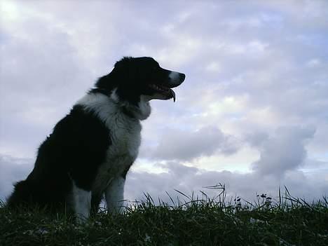 Border collie Leika (San Har) R.I.P  - Et smukt aftensbillede ikk??? billede 11