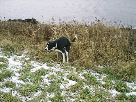Blanding af racer Tyson - EJ....far, det er altså privat......slet det!!! billede 13