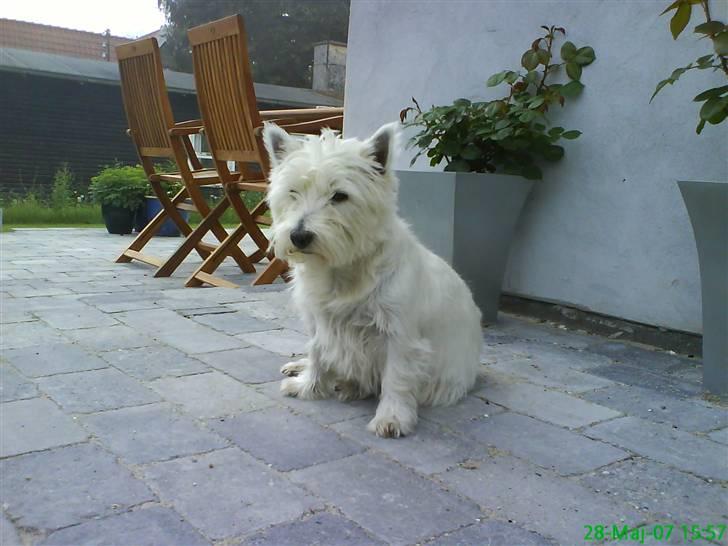 West highland white terrier Tilde :P - Gaaab hvornår bliver de færdig men min have så jeg kan løbe helt rundt i den ? billede 15