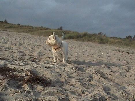 West highland white terrier Tilde :P - det er dejligt på stranden ;D billede 16